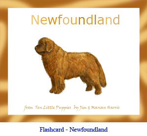 Newfoundland Dog Flashcard – with breed name